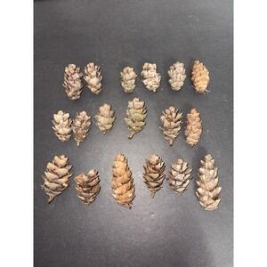 Real Natural DOUGLAS FIR 18 Brown cones pinecones Crafts Christmas Decor